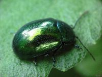 Chrysolina herbacea