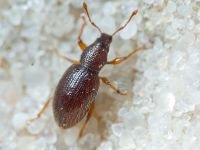 Exomias pellucidus