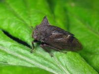 Centrotus cornutus