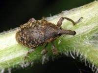 Larinus (Phyllonomeus) sturnus