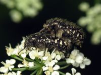 Oxythyrea funesta