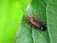 Closterotomus fulvomaculatus