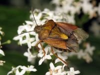 Carpocoris purpureipennis