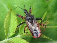 Rhynocoris annulatus