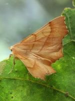 Ennomos quercinaria