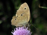 Aphantopus hyperantus