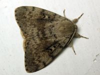 Lymantria dispar