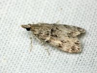 Scoparia