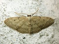 Idaea seriata