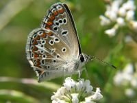Aricia artaxerxes