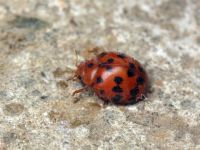 Subcoccinella vigintiquatuorpunctata