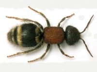 Tropidotilla litoralis