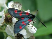 Zygaena lonicerae