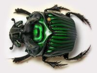 Oxysternon conspicillatum