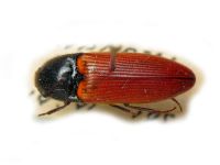 Ampedus (Ampedus) cinnaberinus