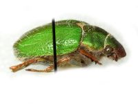 Brachysternus prasinus
