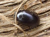 Platydema violaceum