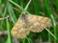 Ematurga atomaria