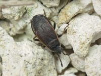 Pyrrhocoris marginatus
