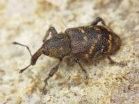 Hylobius abietis