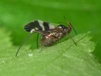 Aphididae