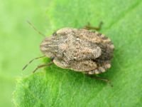 Sciocoris