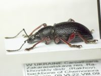 Otiorhynchus tenebricosus