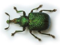 Rhynchitinae