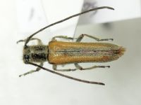 Phytoecia tatyanae
