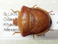 Ventocoris (Ventocoris) rusticus