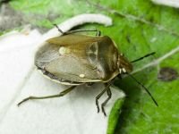 Chlorochroa pinicola