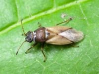 Cymus melanocephalus