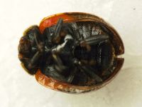 Adalia bipunctata