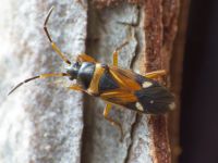 Raglius alboacuminatus