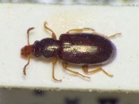 Salpingus planirostris