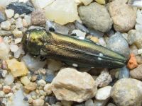 Agrilus biguttatus