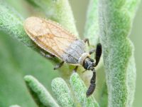Copium teucrii