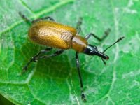 Lasiorhynchites (Stenorhynchites) coeruleocephalus