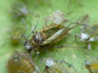 Aphididae