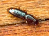 Rhizophagus bipustulatus