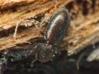 Orthocis lucasi