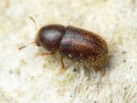 Rhopalodontus baudueri