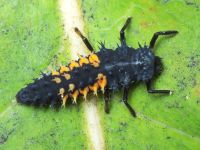 Harmonia axyridis