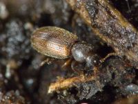 Corticaria impressa