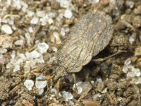 Aradus distinctus