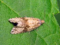 Celypha striana