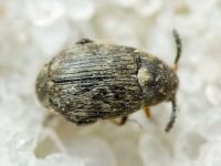 Bruchidius pusillus