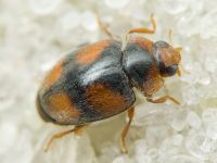 Scymnus frontalis