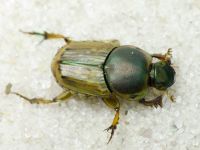 Euoniticellus fulvus