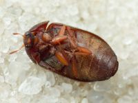 Attagenus